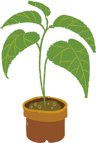 plant in a pot